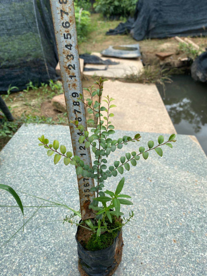 小叶紫檀正品小叶紫檀木树苗盆栽珍贵树苗