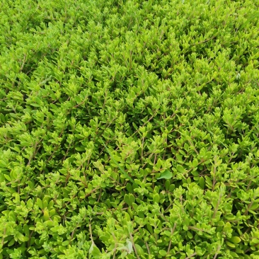 卧茎景天垂盆草卧茎佛甲草量大可优惠产地直发
