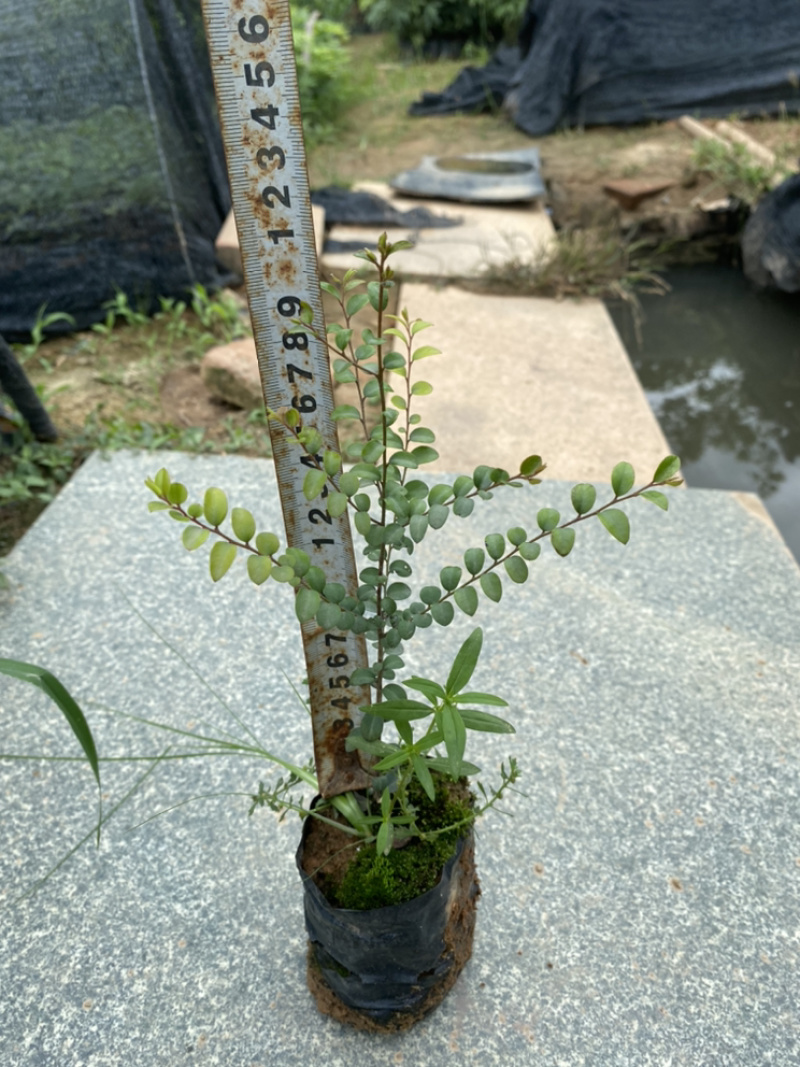 小叶紫檀正品小叶紫檀木树苗盆栽珍贵树苗