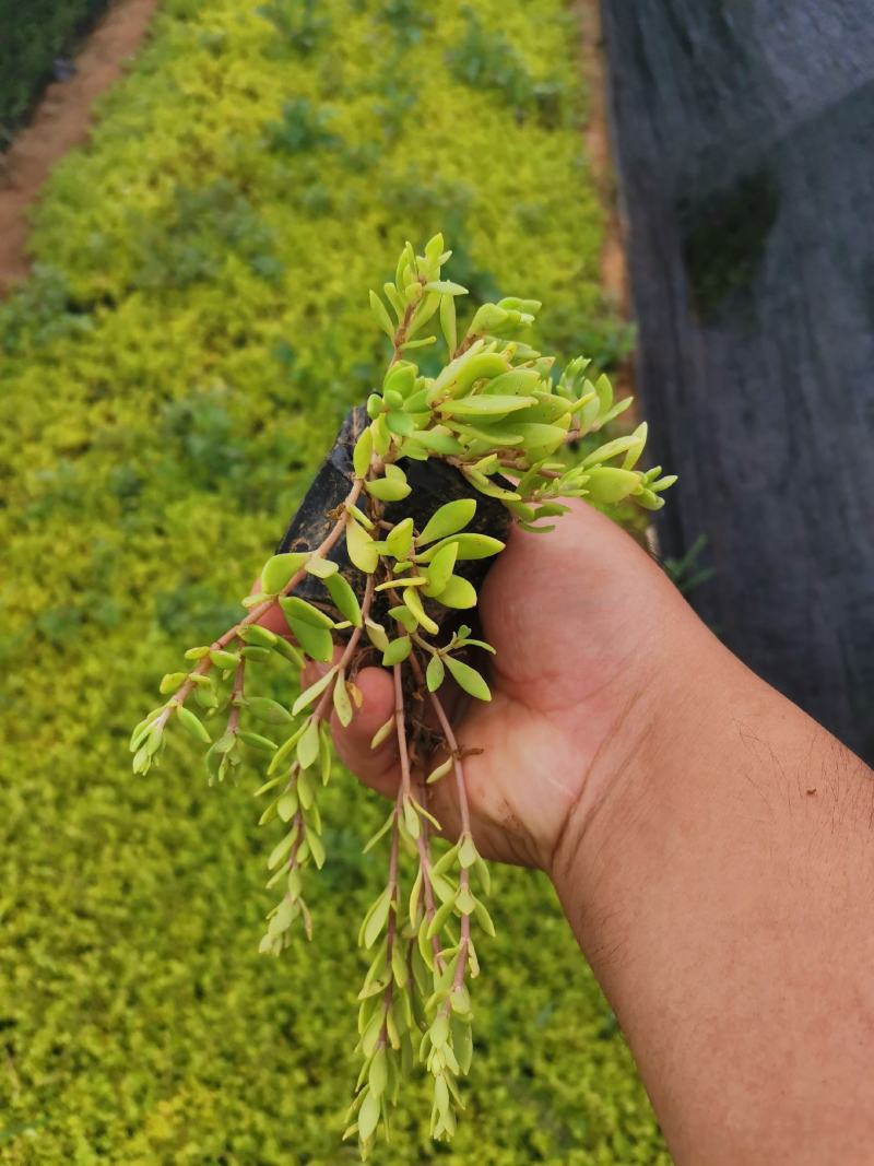 卧茎景天垂盆草卧茎佛甲草量大可优惠产地直发