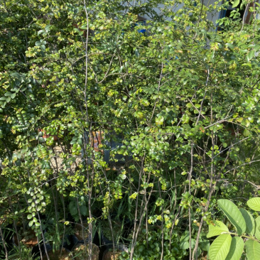 小叶紫檀正品小叶紫檀木树苗盆栽珍贵树苗