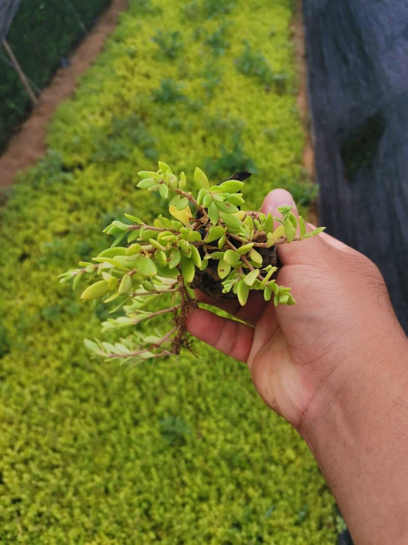 卧茎景天垂盆草卧茎佛甲草量大可优惠产地直发