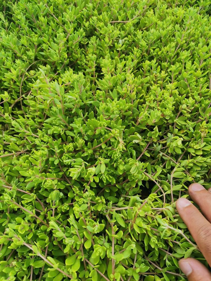 卧茎景天垂盆草卧茎佛甲草量大可优惠产地直发