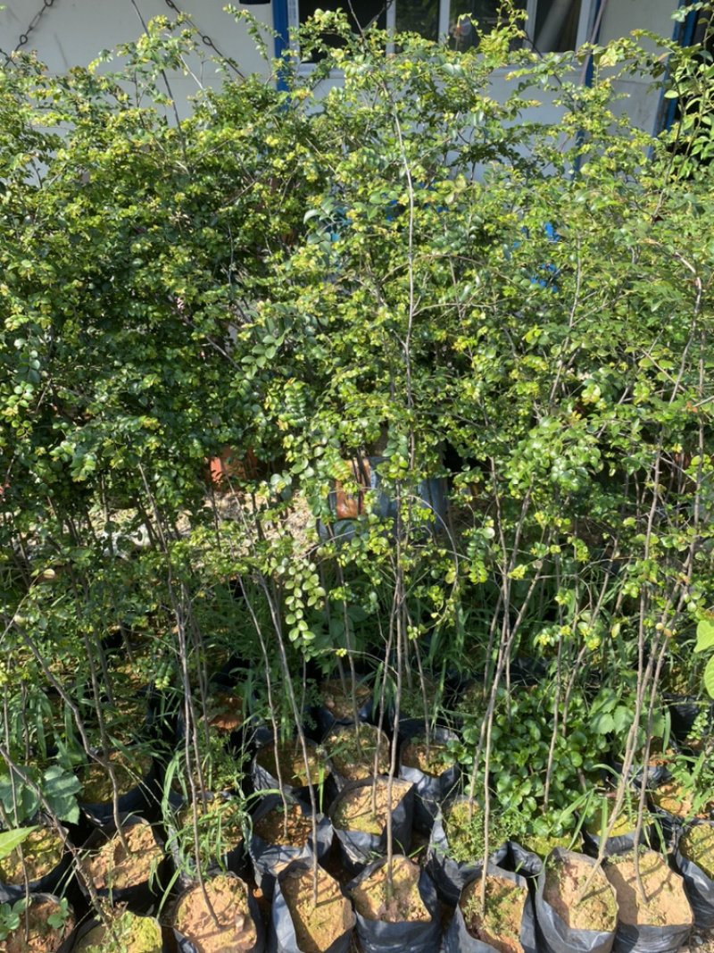 小叶紫檀正品小叶紫檀木树苗盆栽珍贵树苗