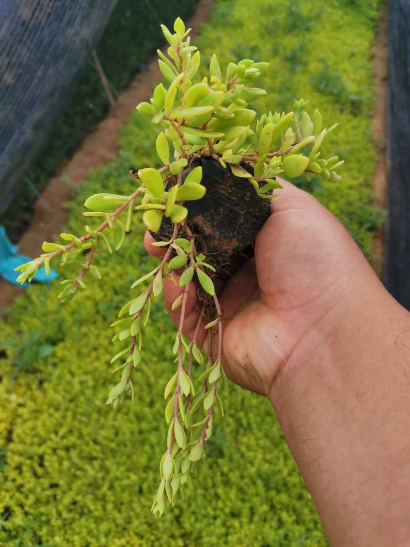 卧茎景天垂盆草卧茎佛甲草量大可优惠产地直发