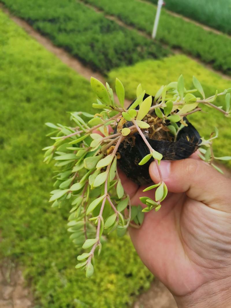 卧茎景天垂盆草卧茎佛甲草量大可优惠产地直发