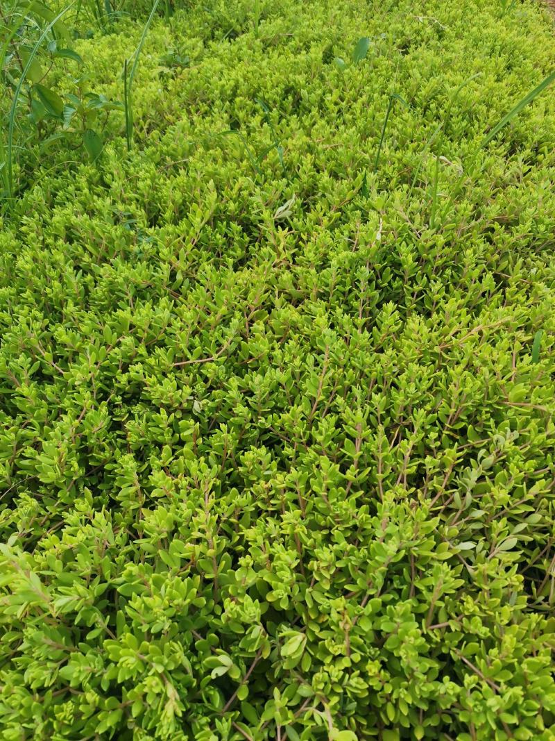 卧茎景天垂盆草卧茎佛甲草量大可优惠产地直发
