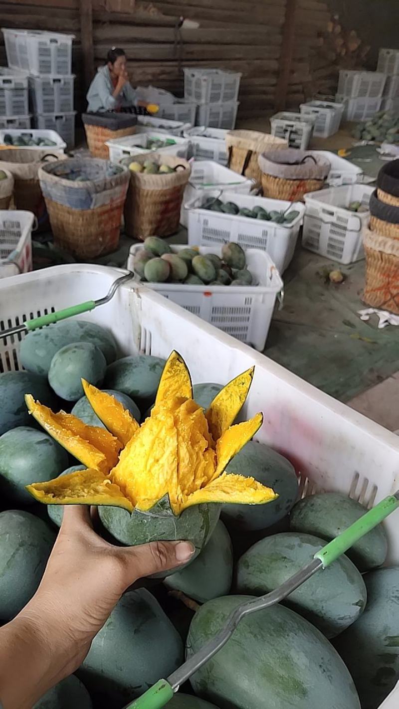 白帶凱特，現摘現發，