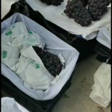 代办陕西宝鸡万亩巨峰颗粒大口感好