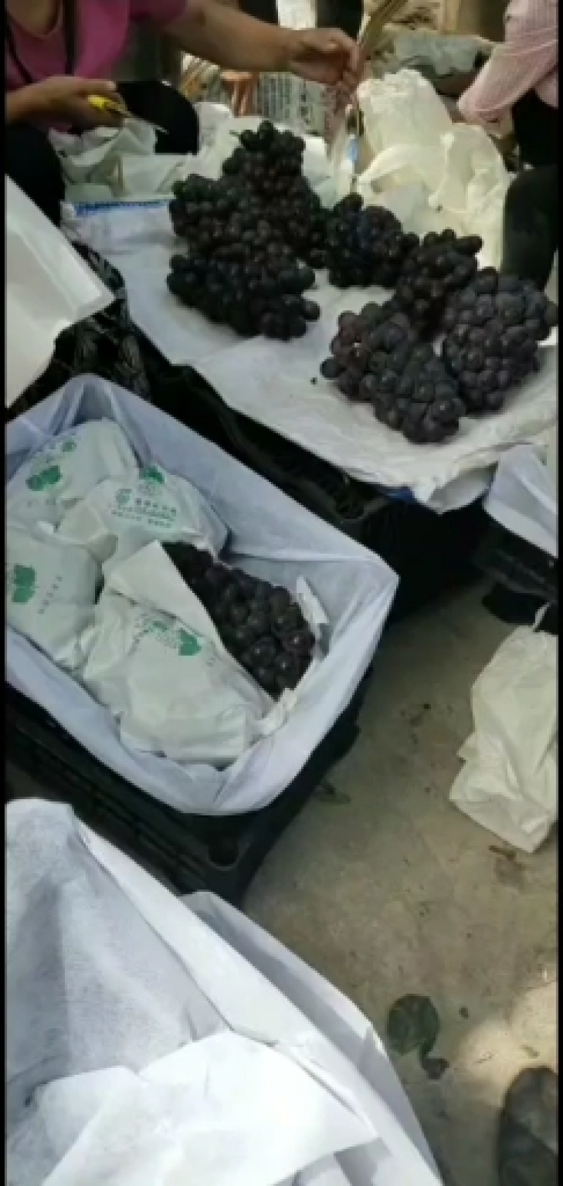 代办陕西宝鸡万亩巨峰颗粒大口感好