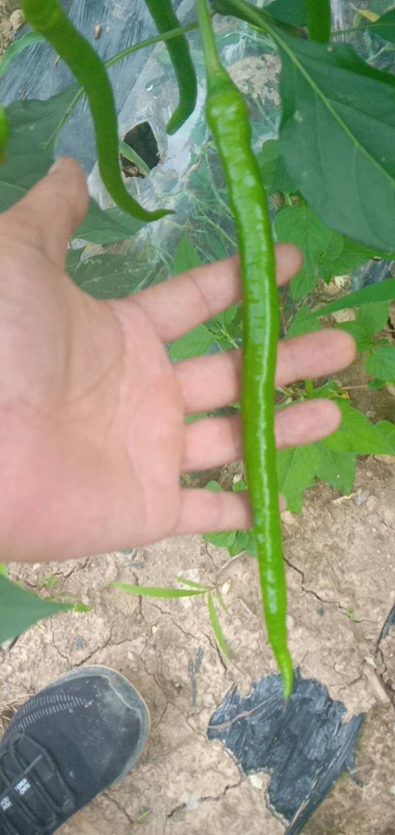 新鲜辣椒大量上市线椒，
