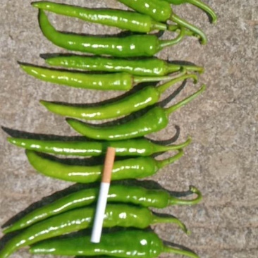新鲜辣椒大量上市线椒，