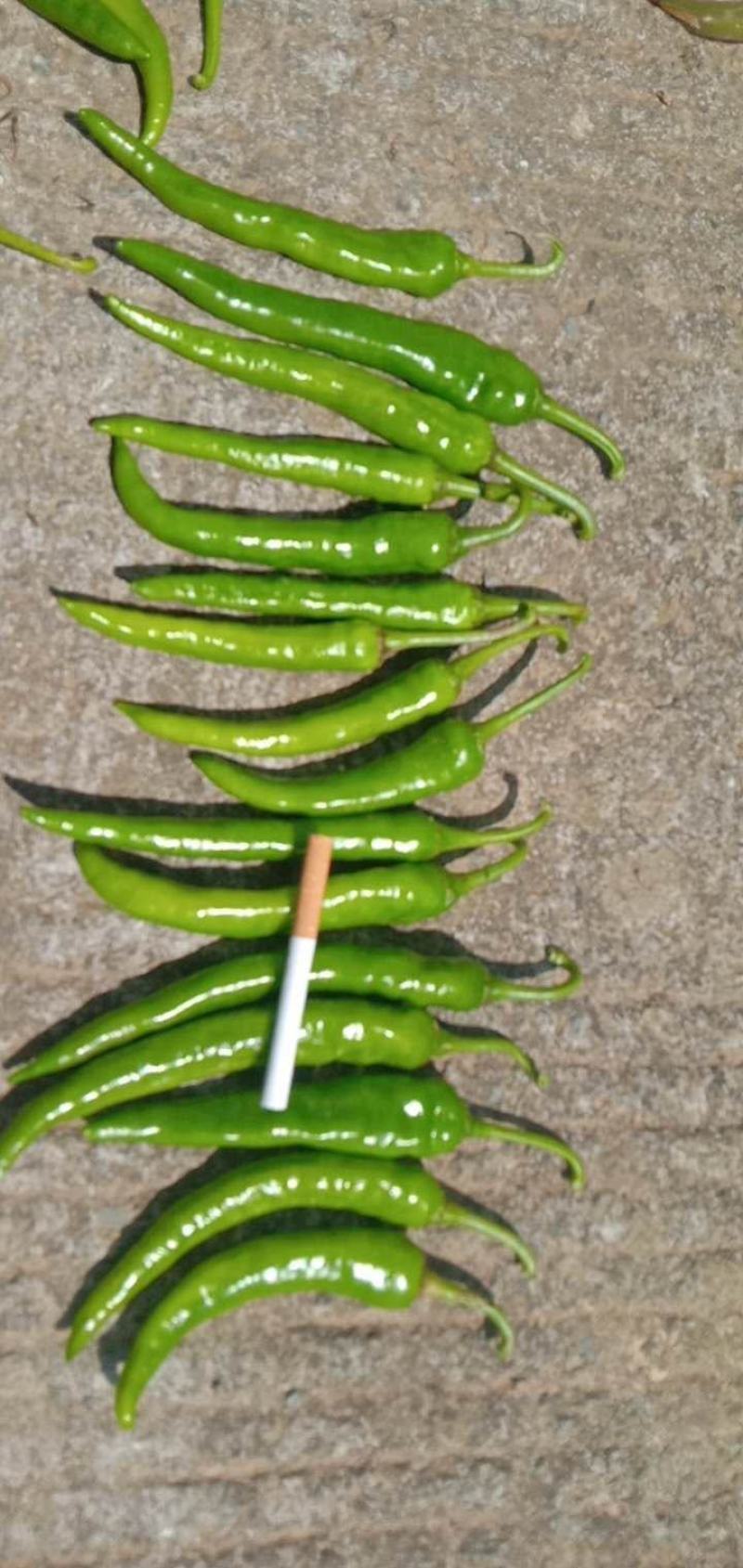 新鲜辣椒大量上市线椒，