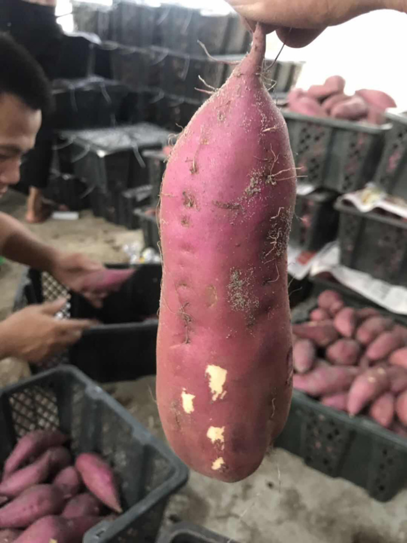 桥头地瓜板栗薯产地种植货源充足量大从优