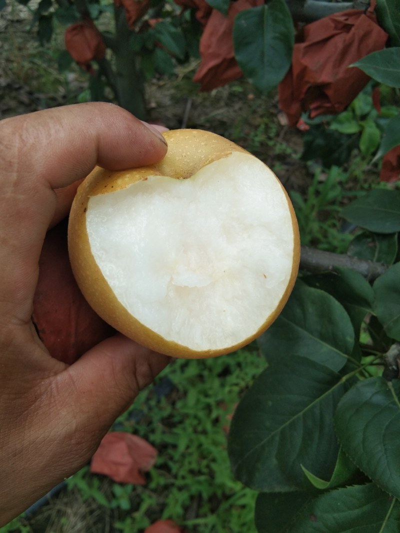 口感翠甜的秋月梨上市了需要老板联系