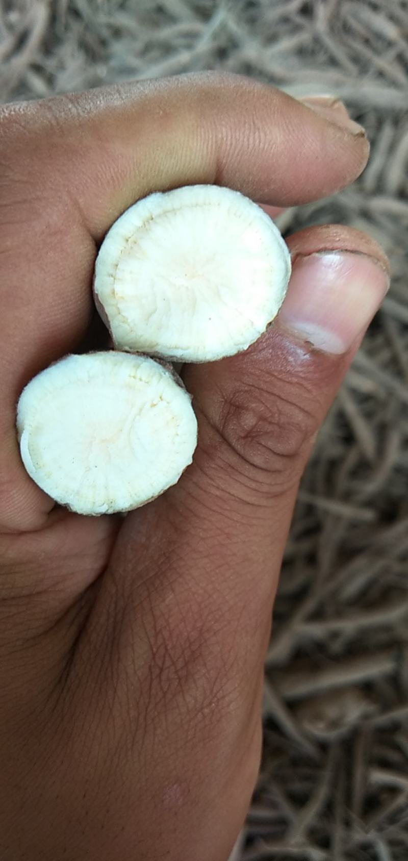 芍药根鲜根马上大量出售欢迎订购