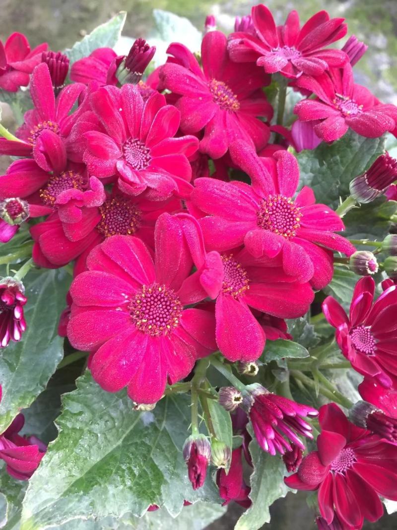瓜叶菊多色齐全，瓜叶菊双色杯杯苗实拍图片