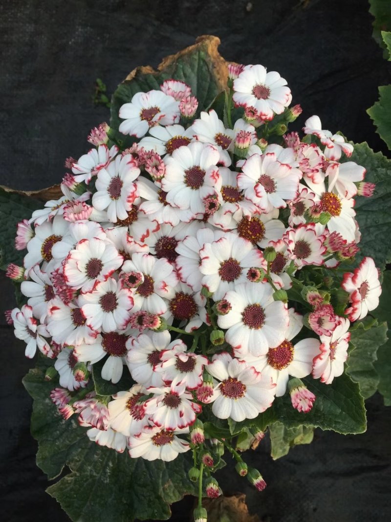 出售瓜叶菊，精品瓜叶菊。