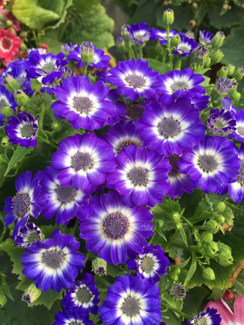 出售瓜叶菊，精品瓜叶菊。