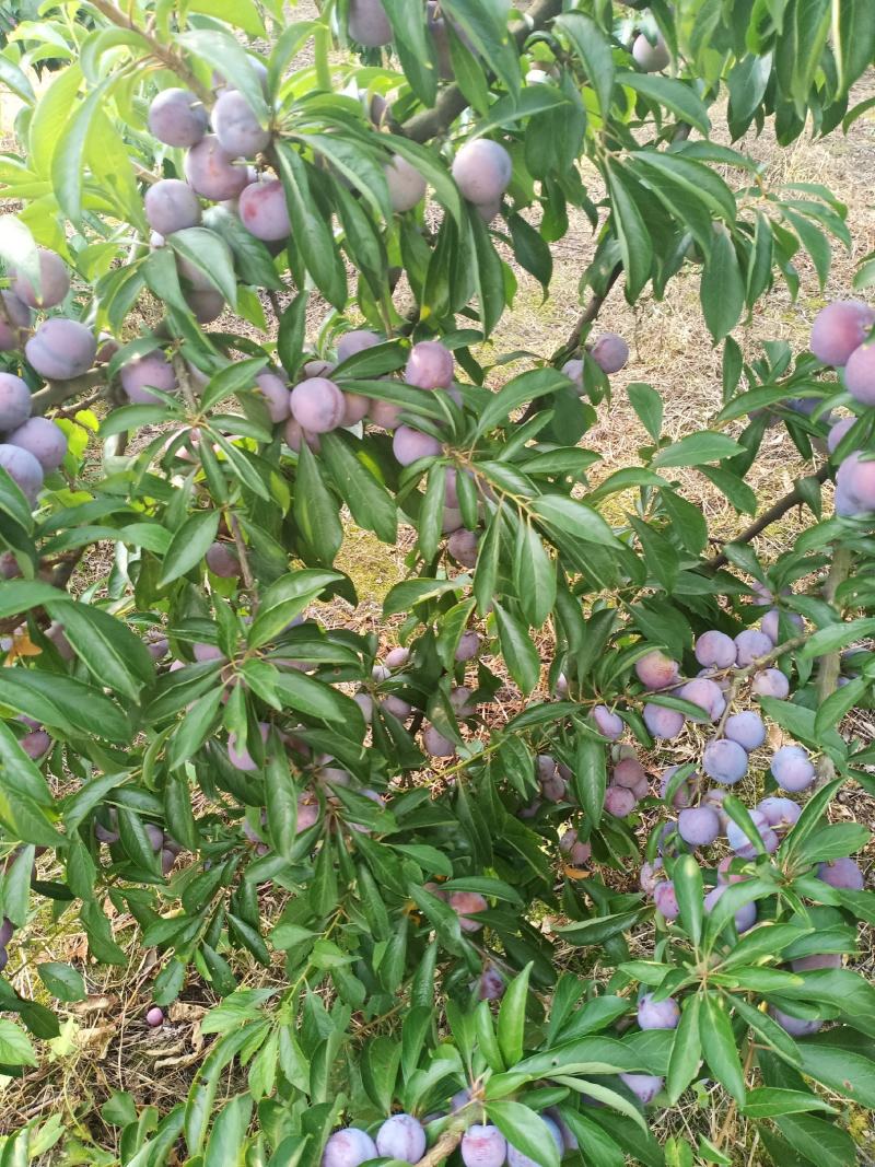 古蔺脆红李已大量上市，汁多脆甜，色泽光鲜。