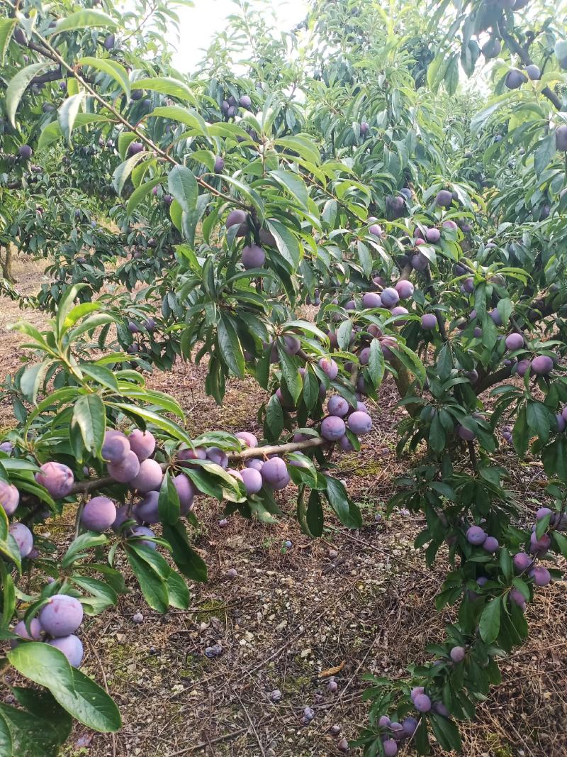 古蔺脆红李已大量上市，汁多脆甜，色泽光鲜。