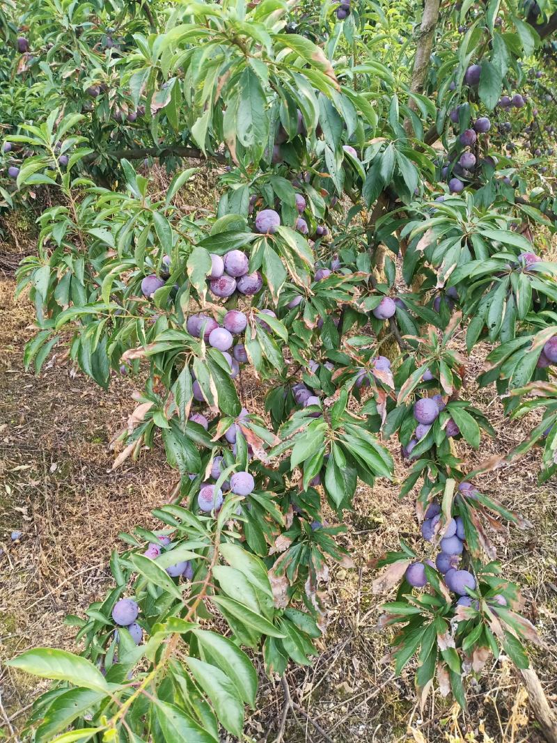 古蔺脆红李已大量上市，汁多脆甜，色泽光鲜。