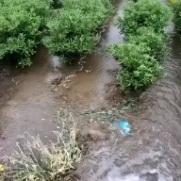 海桐球，自家种植，价格合适
