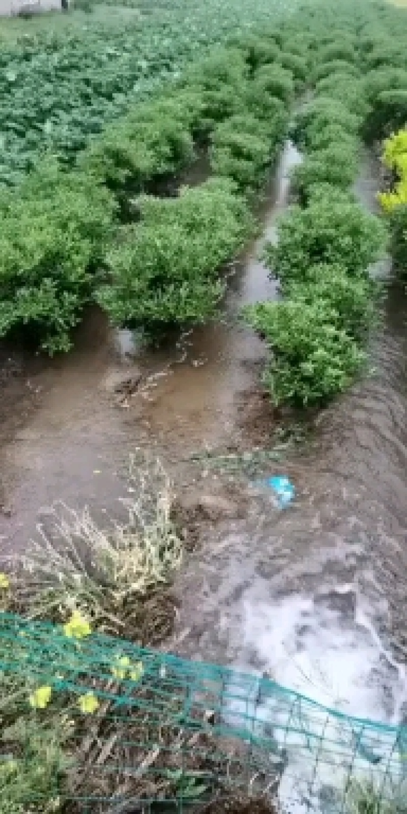 海桐球，自家种植，价格合适
