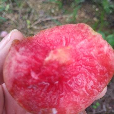 芙蓉李大量供货，个头均称，肉色鲜红，口感纯甜，无涩味