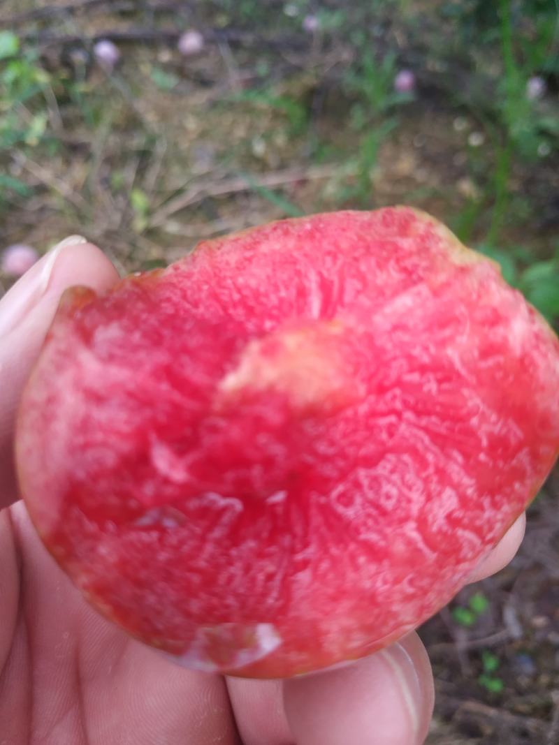 芙蓉李大量供货，个头均称，肉色鲜红，口感纯甜，无涩味