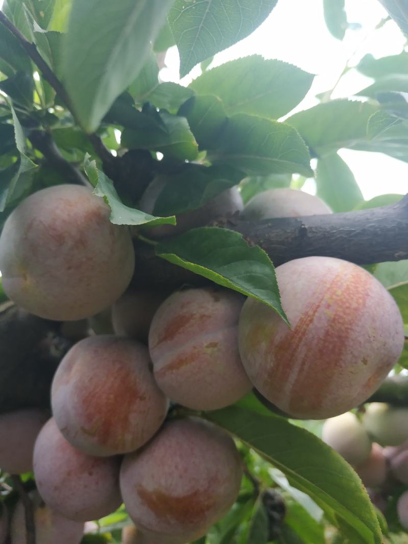 芙蓉李大量供货，个头均称，肉色鲜红，口感纯甜，无涩味
