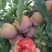 芙蓉李大量供货，个头均称，肉色鲜红，口感纯甜，无涩味