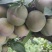 芙蓉李大量供货，个头均称，肉色鲜红，口感纯甜，无涩味