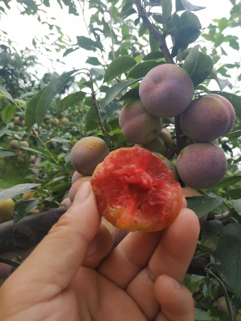 芙蓉李大量供货，个头均称，肉色鲜红，口感纯甜，无涩味
