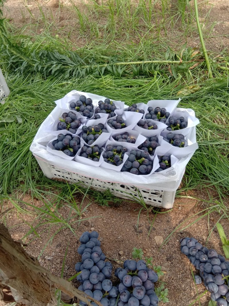 葡萄辽峰已经正经上市了，谁要呢