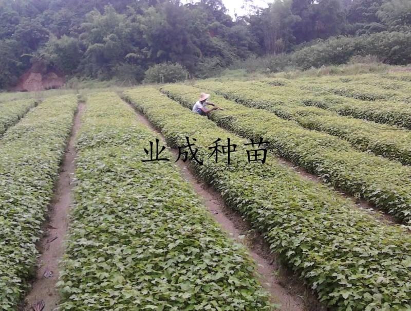 枫香种子枫树种子林木种子三角枫