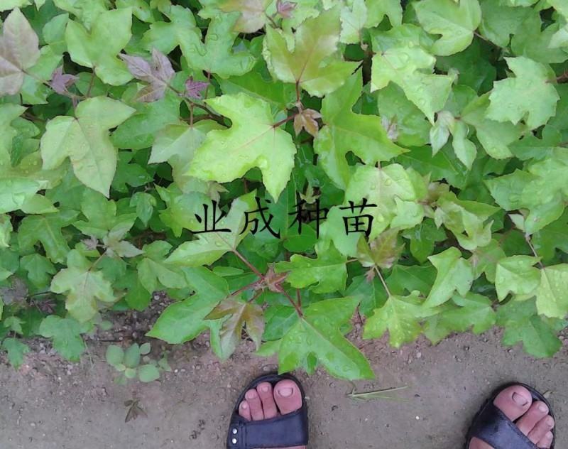 枫香种子枫树种子林木种子三角枫