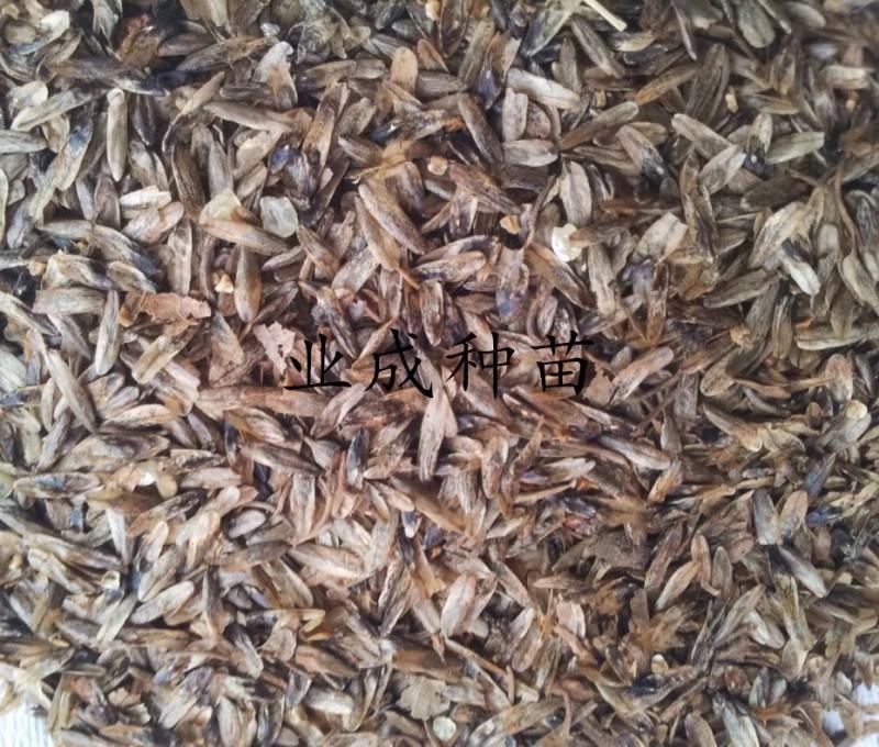 枫香种子枫树种子林木种子三角枫
