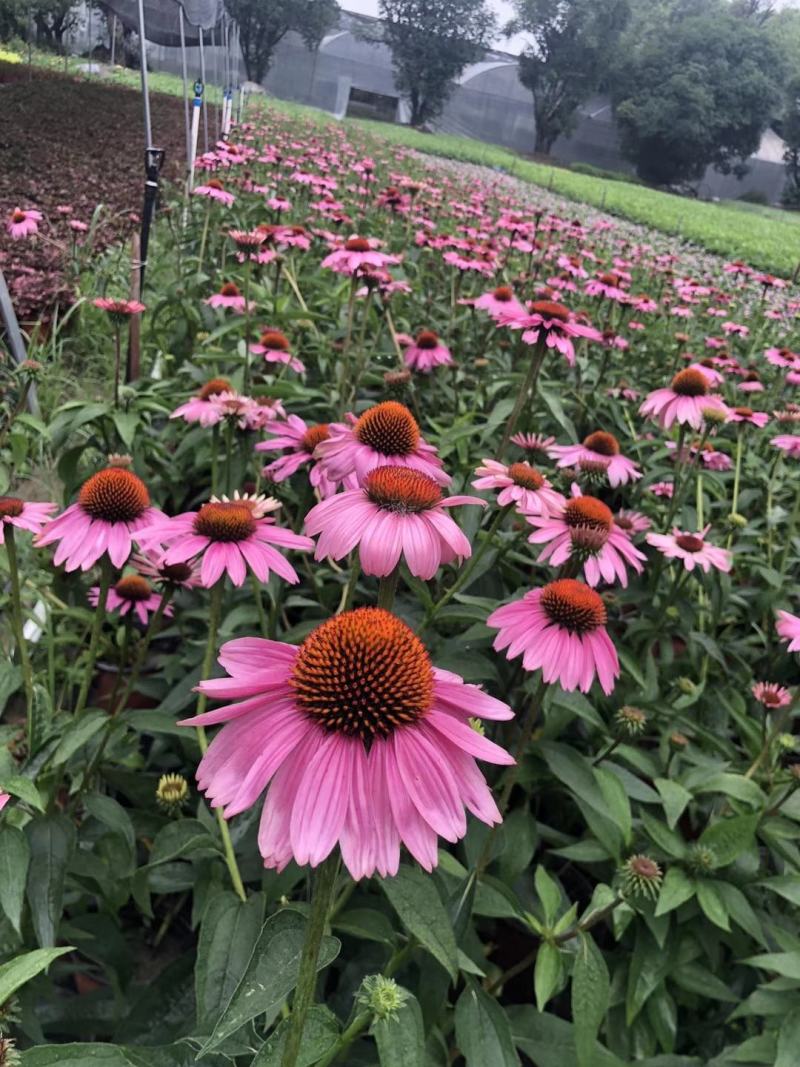 松果菊双色杯杯苗，松果菊成都基地货源充足