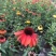 松果菊双色杯杯苗，松果菊成都基地货源充足