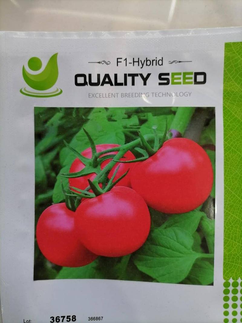 巴德丽高产粉果西红柿种子硬粉度好抗死棵寿光西红柿种籽