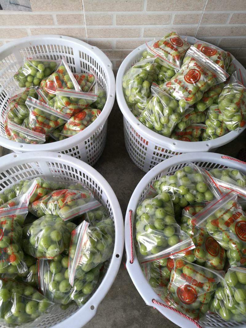 油甘牛柑果广东潮汕牛柑果油甘子货源充足厂家采购腌制榨汁