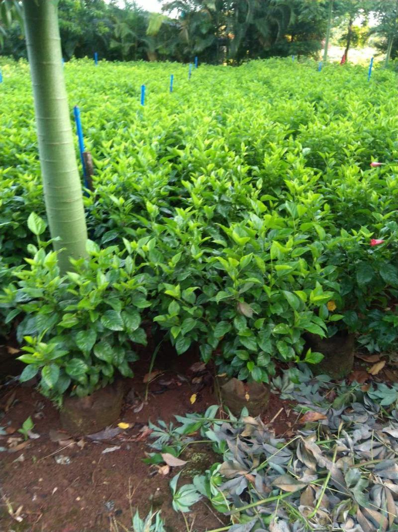 彩霞变叶木50/100都有要的联系量大优惠