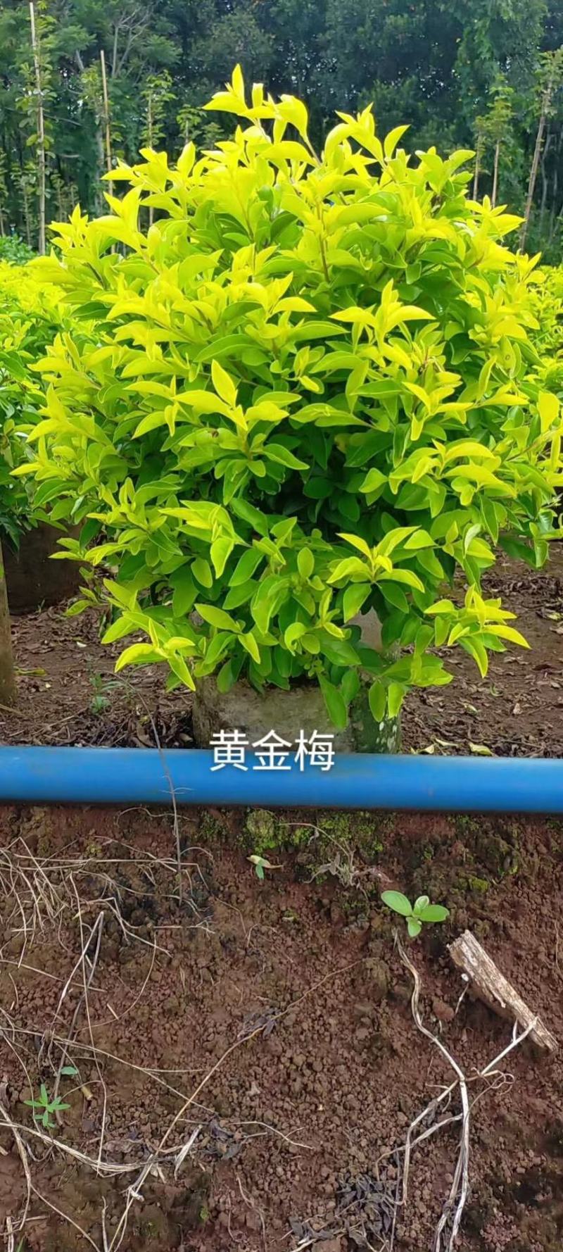 彩霞变叶木50/100都有要的联系量大优惠
