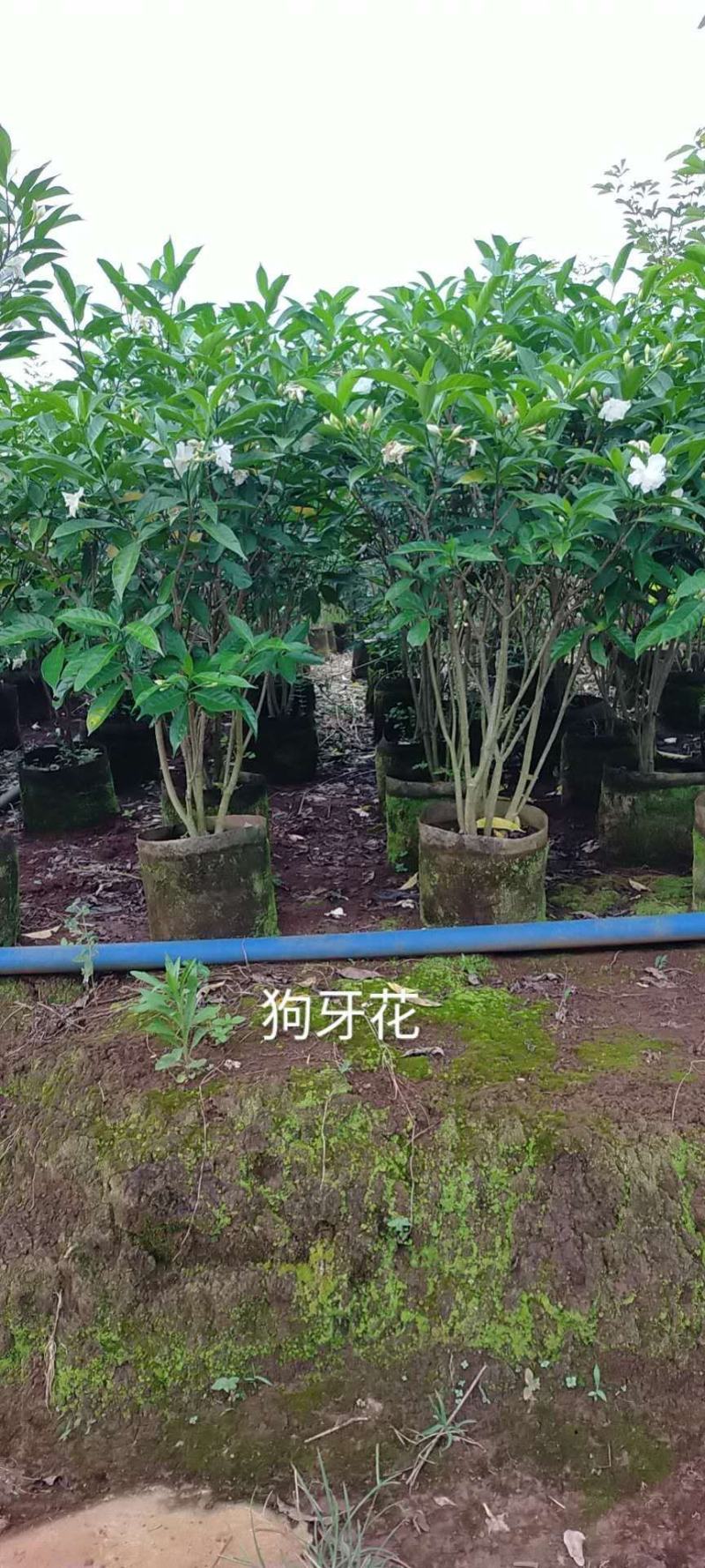 彩霞变叶木50/100都有要的联系量大优惠