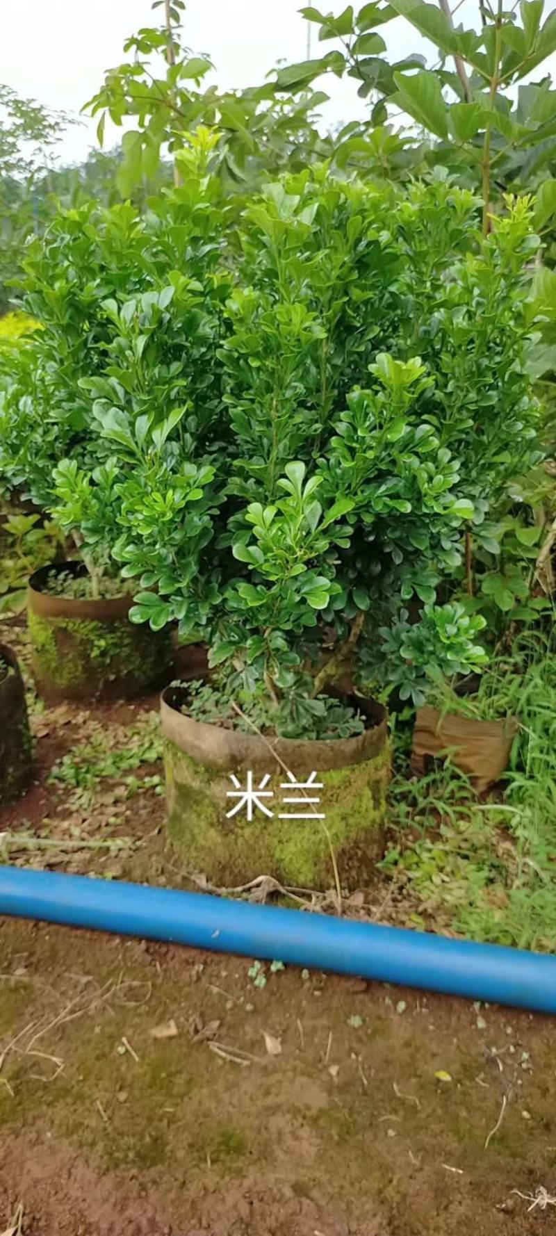 彩霞变叶木50/100都有要的联系量大优惠