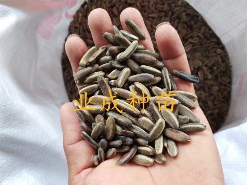 凤凰木种子金凤树种子红花楹种子火树