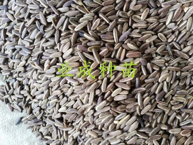 凤凰木种子金凤树种子红花楹种子火树