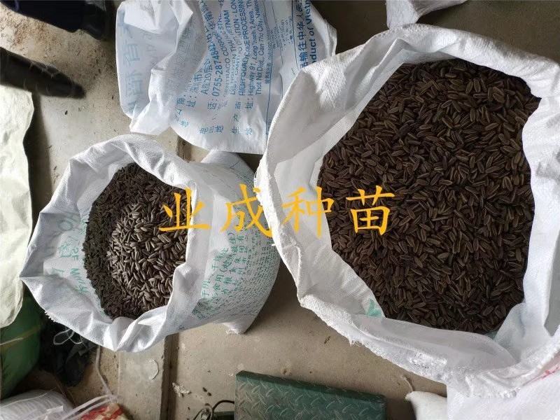 凤凰木种子金凤树种子红花楹种子火树