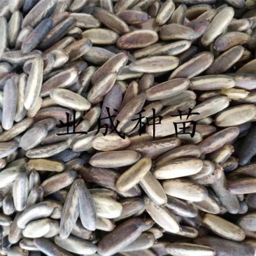凤凰木种子金凤树种子红花楹种子火树